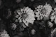 Opulent Moody Dahlia Flowers Grey II