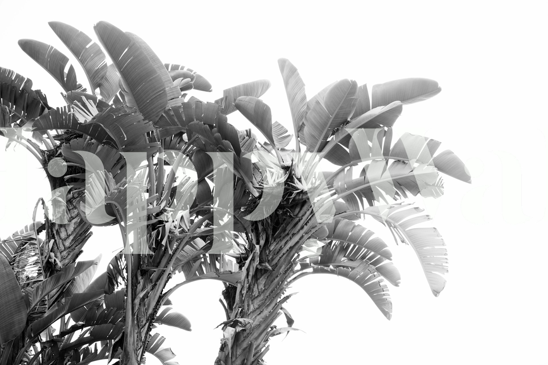 Black and white tropical leaves design wallpaper