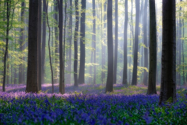 Bluebells