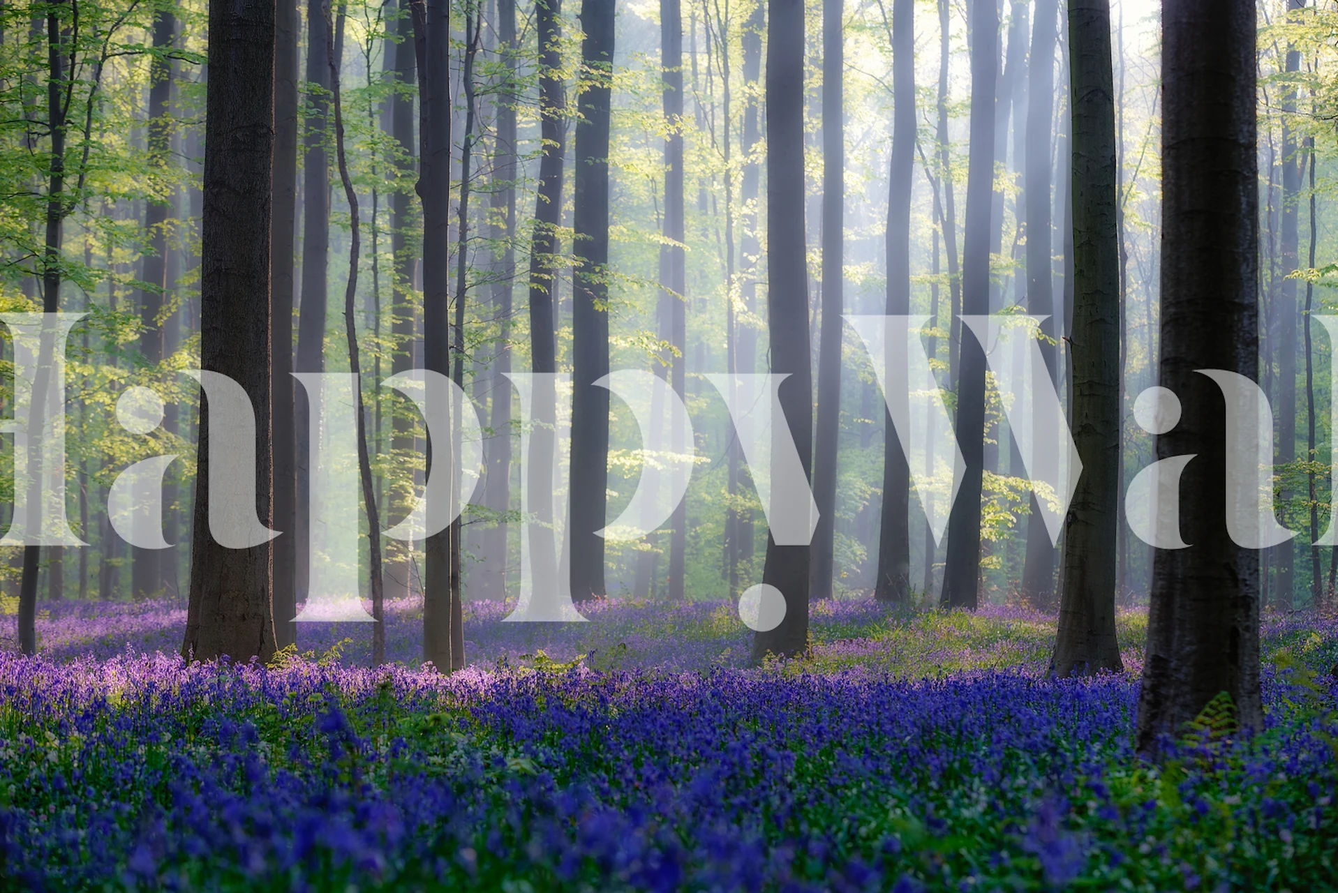 Papier peint Bluebells présenté dans une pièce