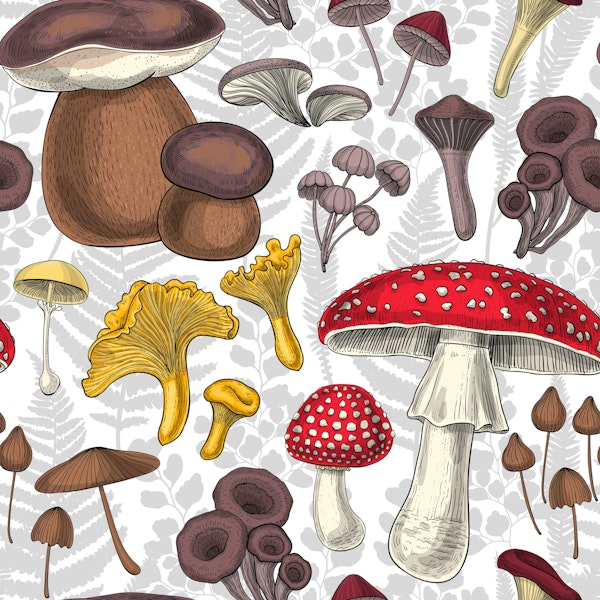 Wild mushrooms on white