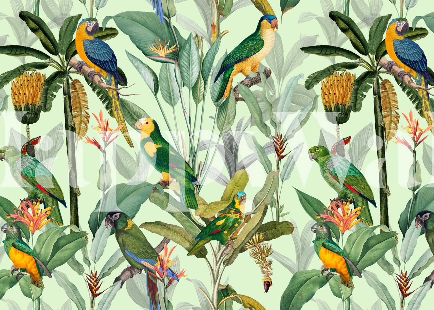 Colorful tropical parrots and greenery pattern wallpaper