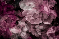 Muted Moody Baroque Flowers papiers peint