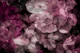 Muted Moody Baroque Flowers