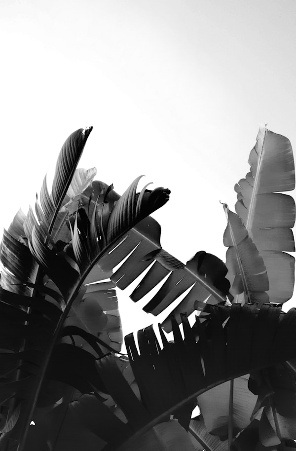 Banana Leaves Tropical 2a