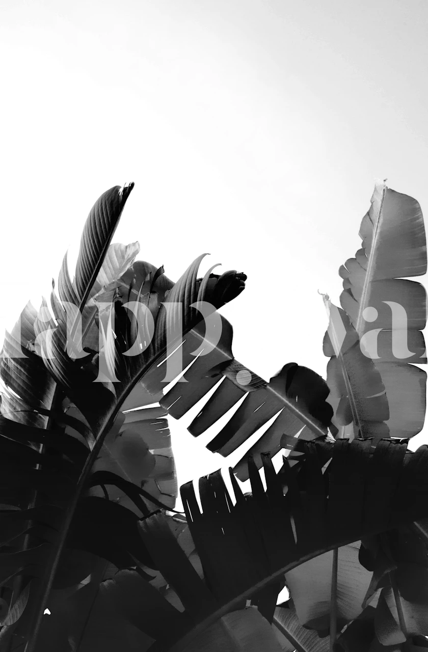 Tropical leaves in black and white wallpaper