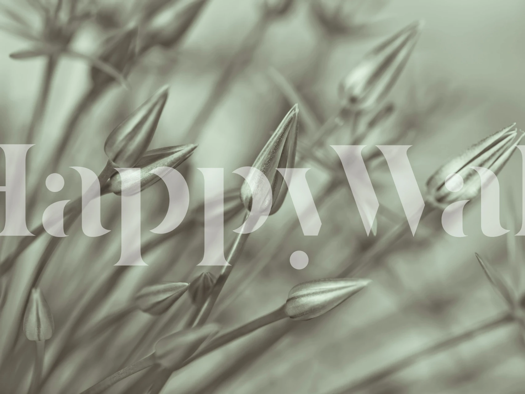 Fototapete Blumen Schwarz-weiße Nahaufnahme von Alliumblütenknospen