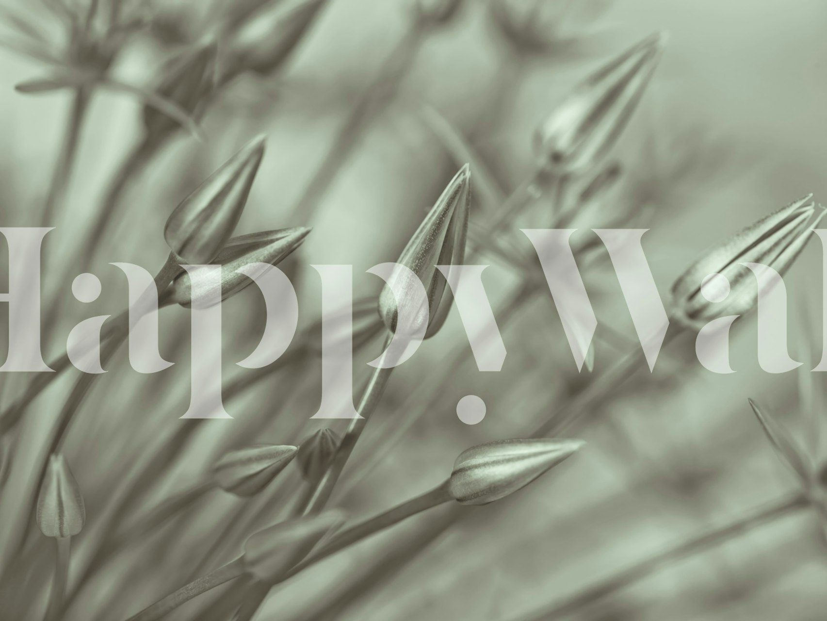 Czarno-białe zbliżenie pąków kwiatowych allium