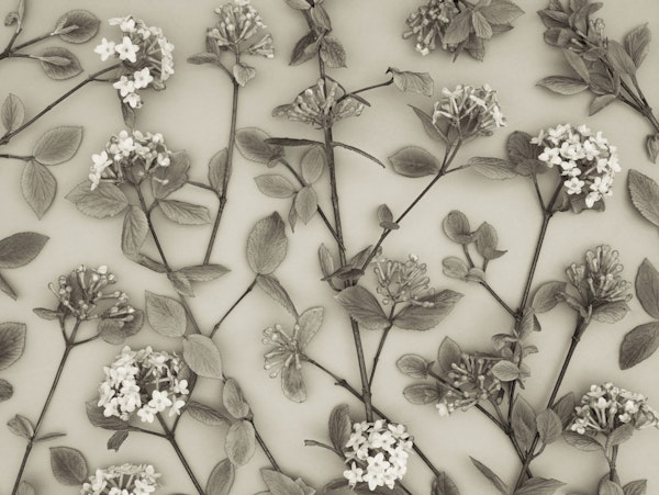 Delicate Blossoms of Spring