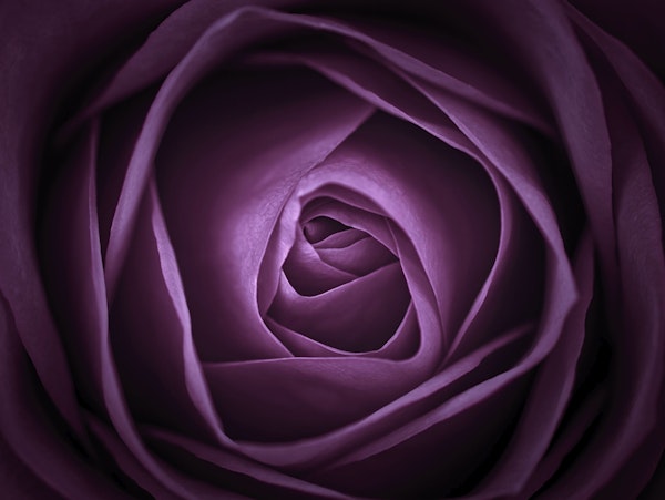 Purple rose