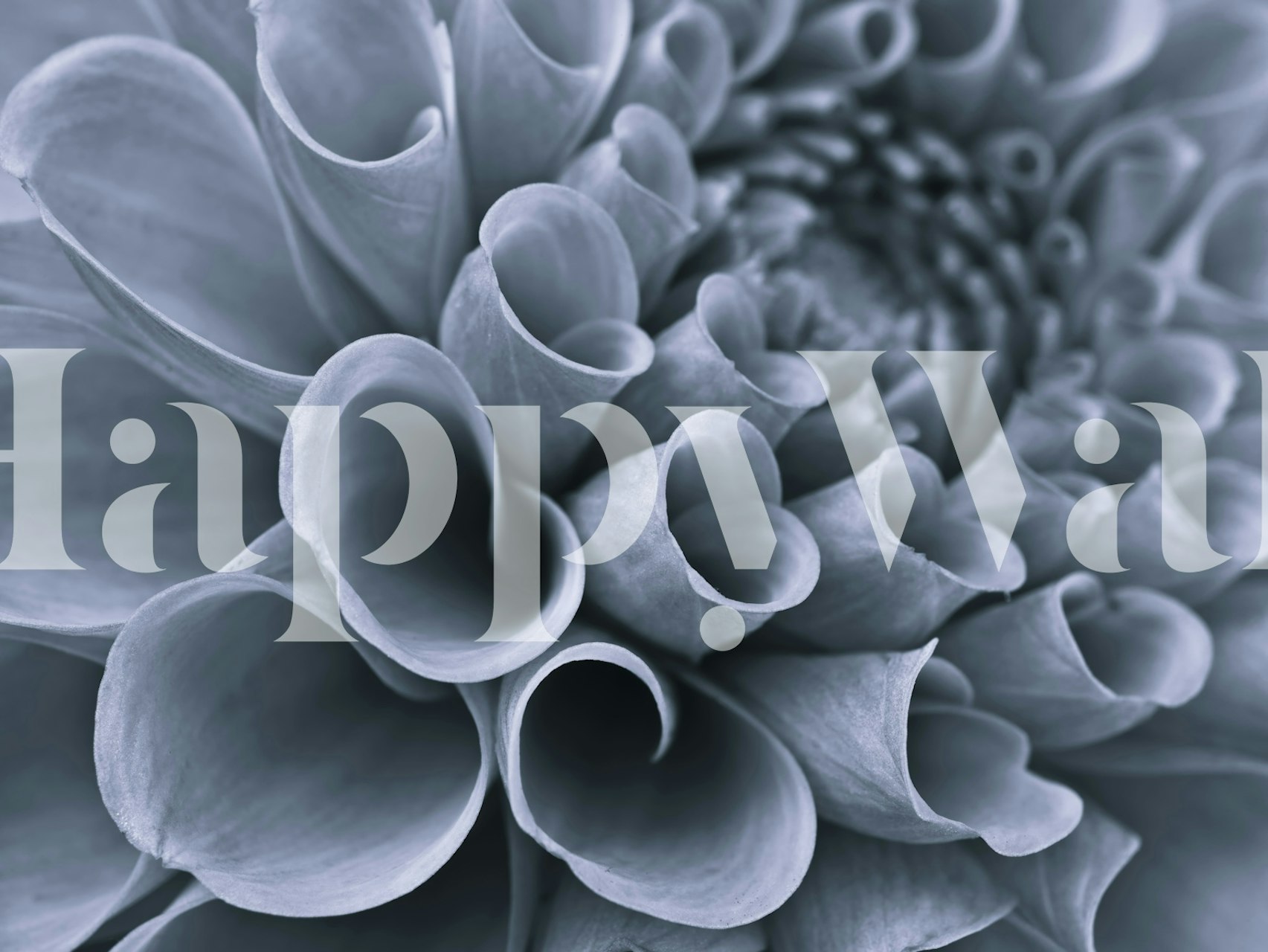 Svart och vit närbild av blommor som skapar en elegant tapet med kronbladsmönster