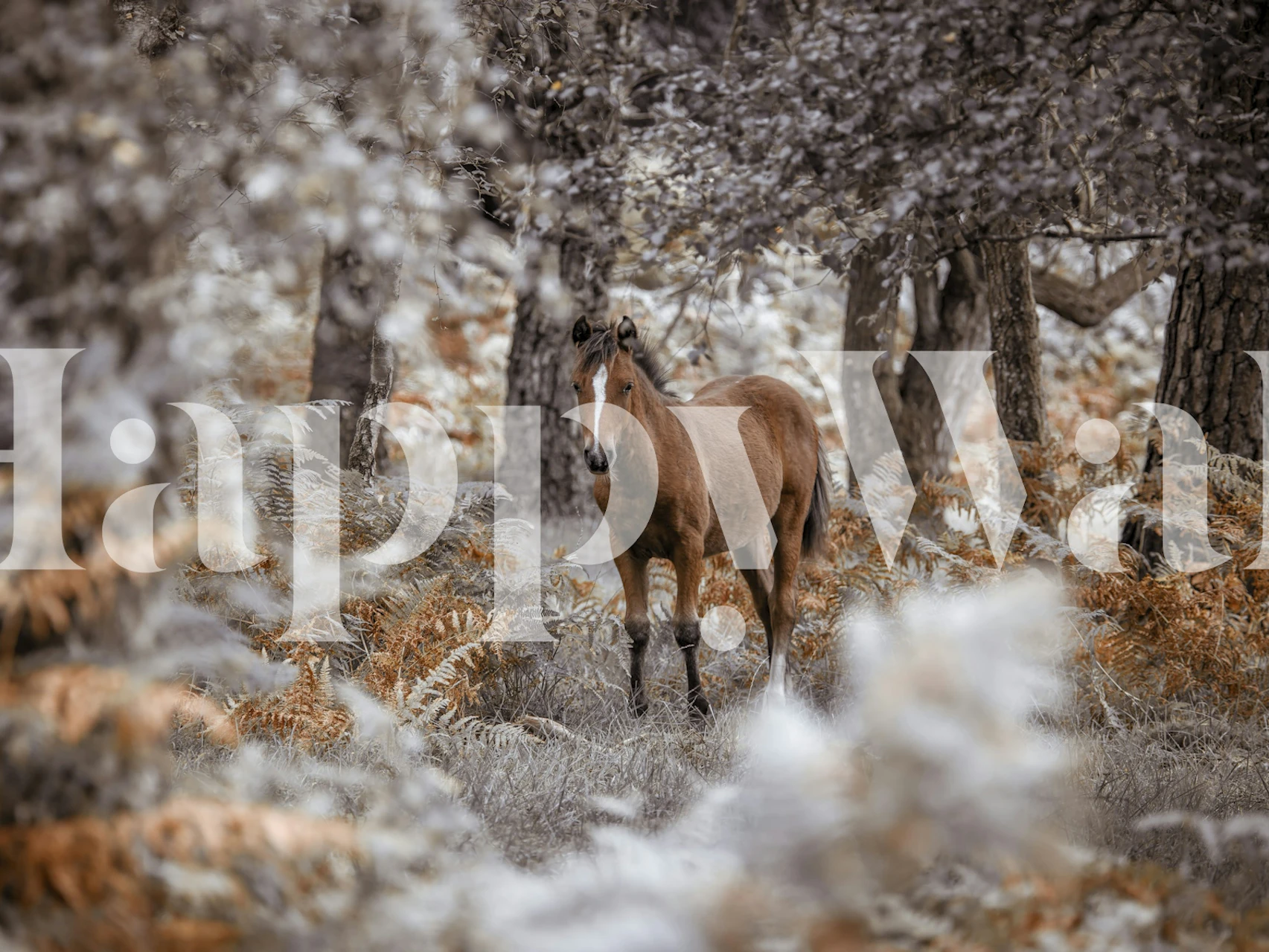 Fotomural semental salvaje majestuoso en un entorno boscoso tranquilo