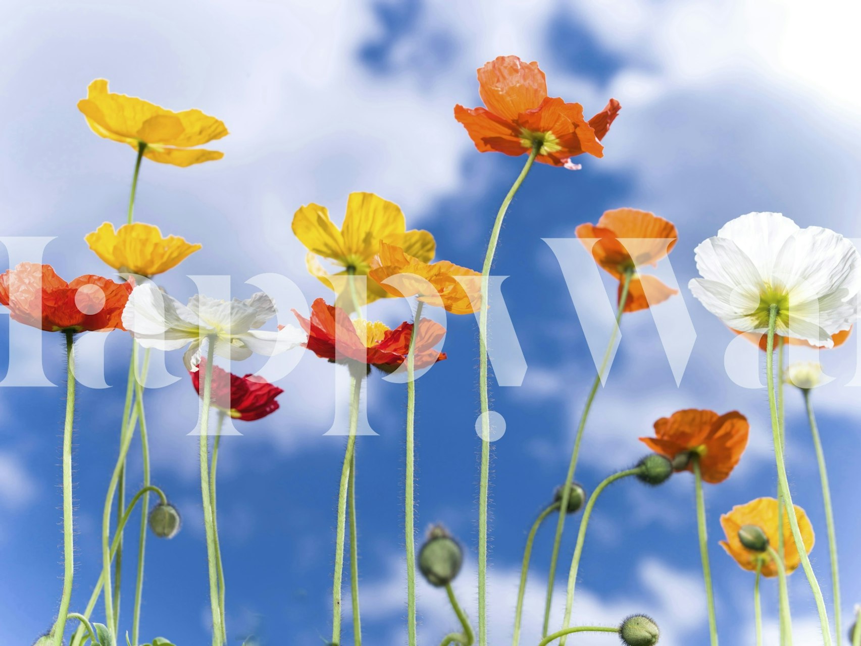 Barevné květinové tapety v místnosti