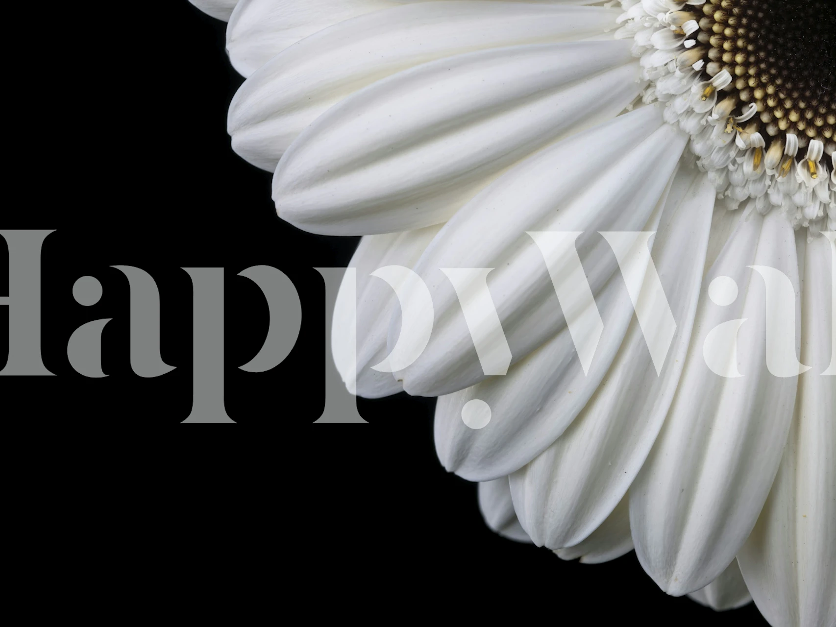 Gerbera Glory wallpaper in a room