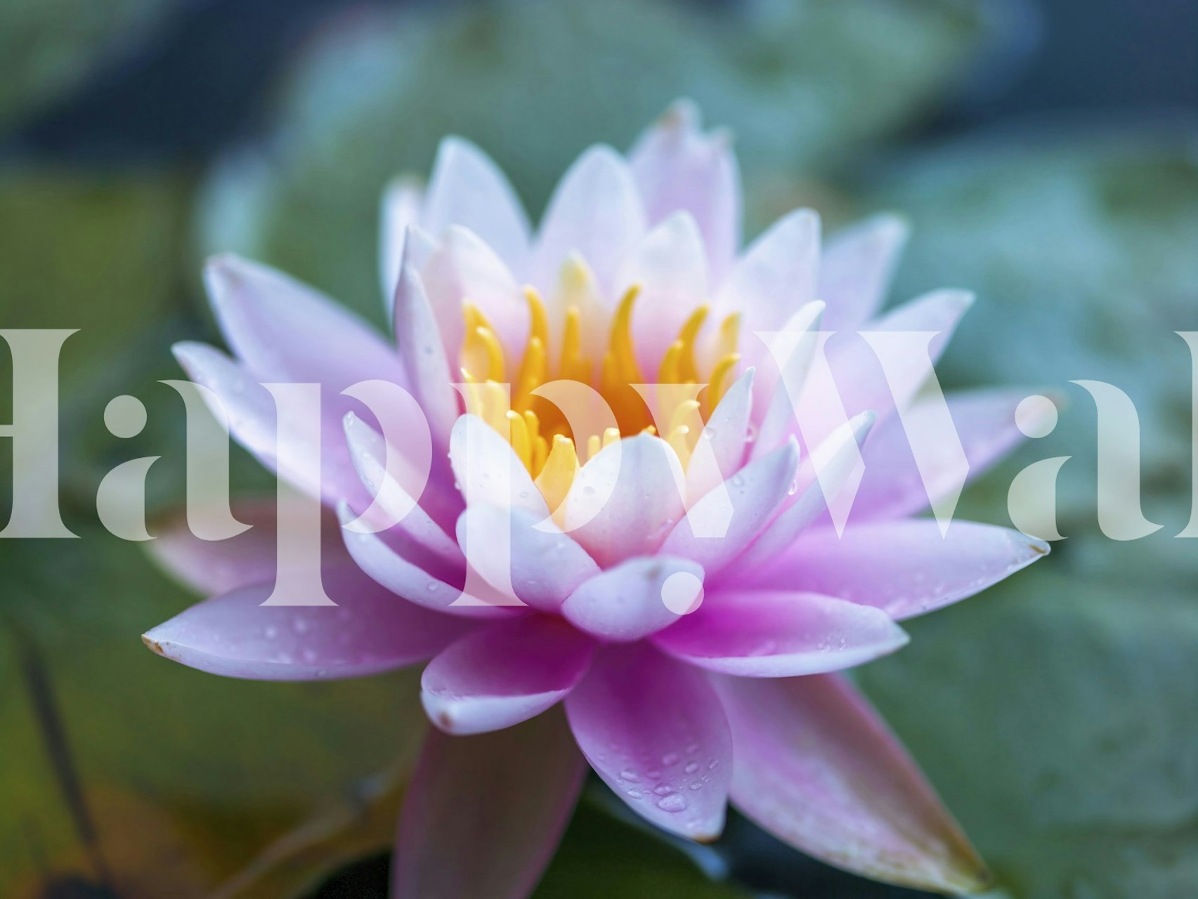 Nærbilde av en vannlilje med rosa kronblader i blomst, veggmaleri