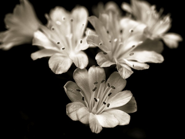 Lewisia blossom