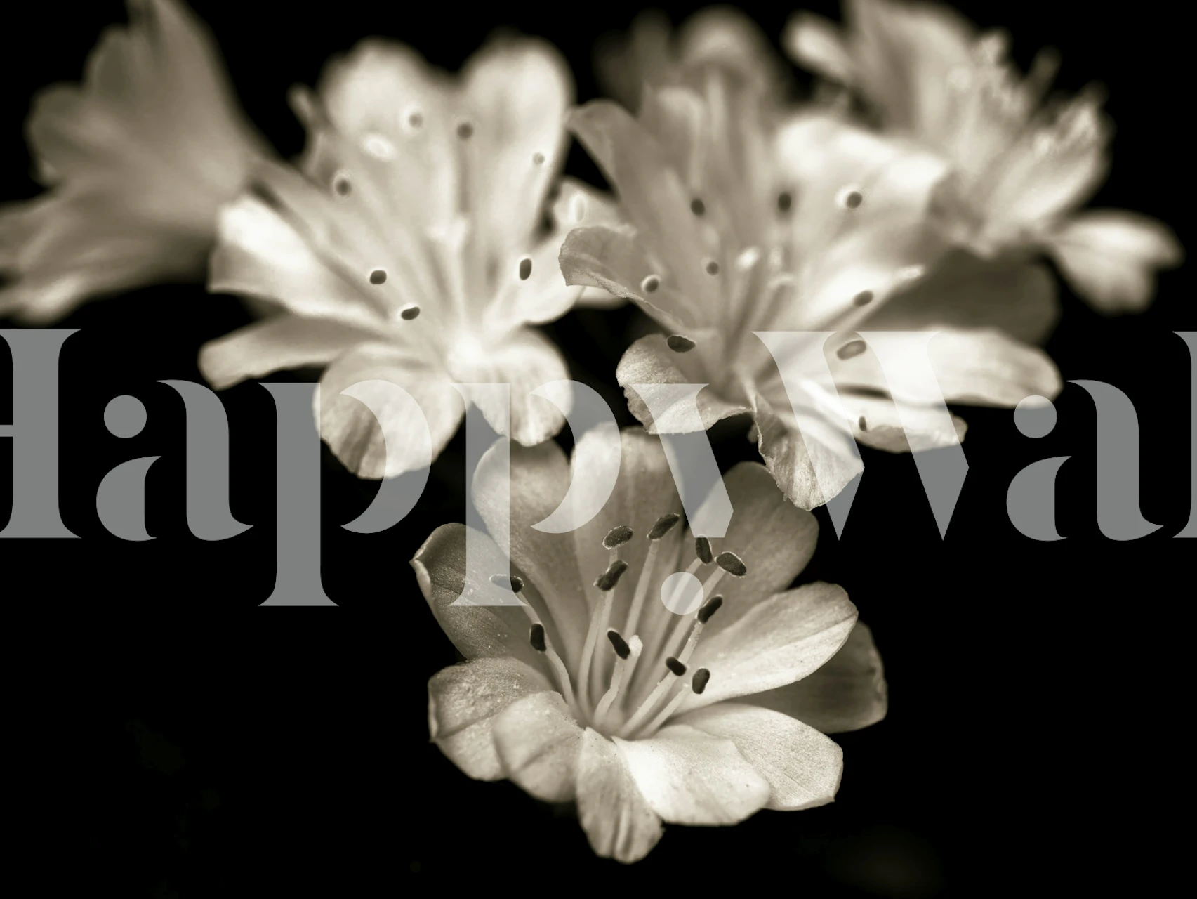 Lewisia blossom tapetti huoneen asetelmassa