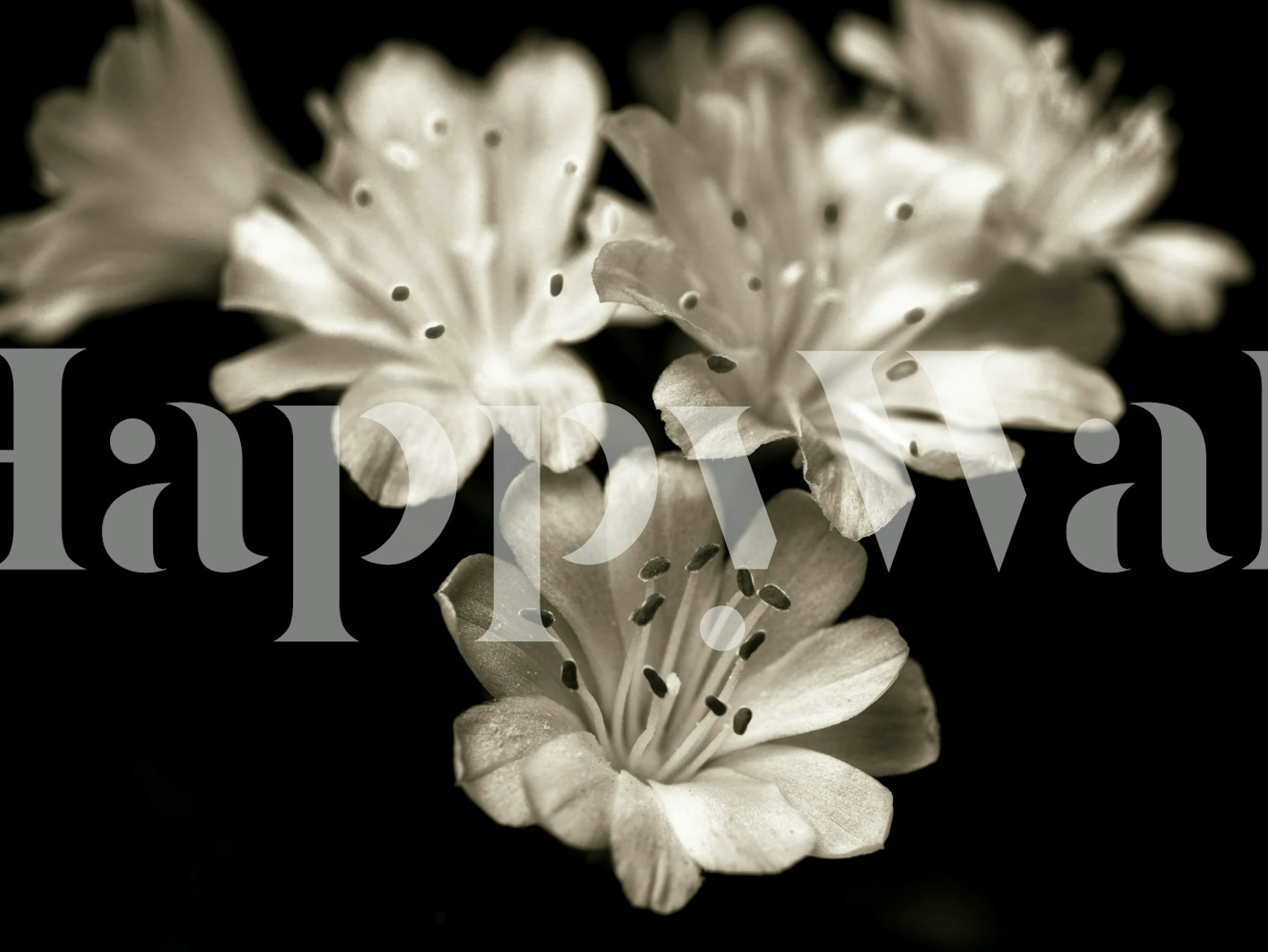 Black and white floral design featuring Lewisia blossoms wallpaper