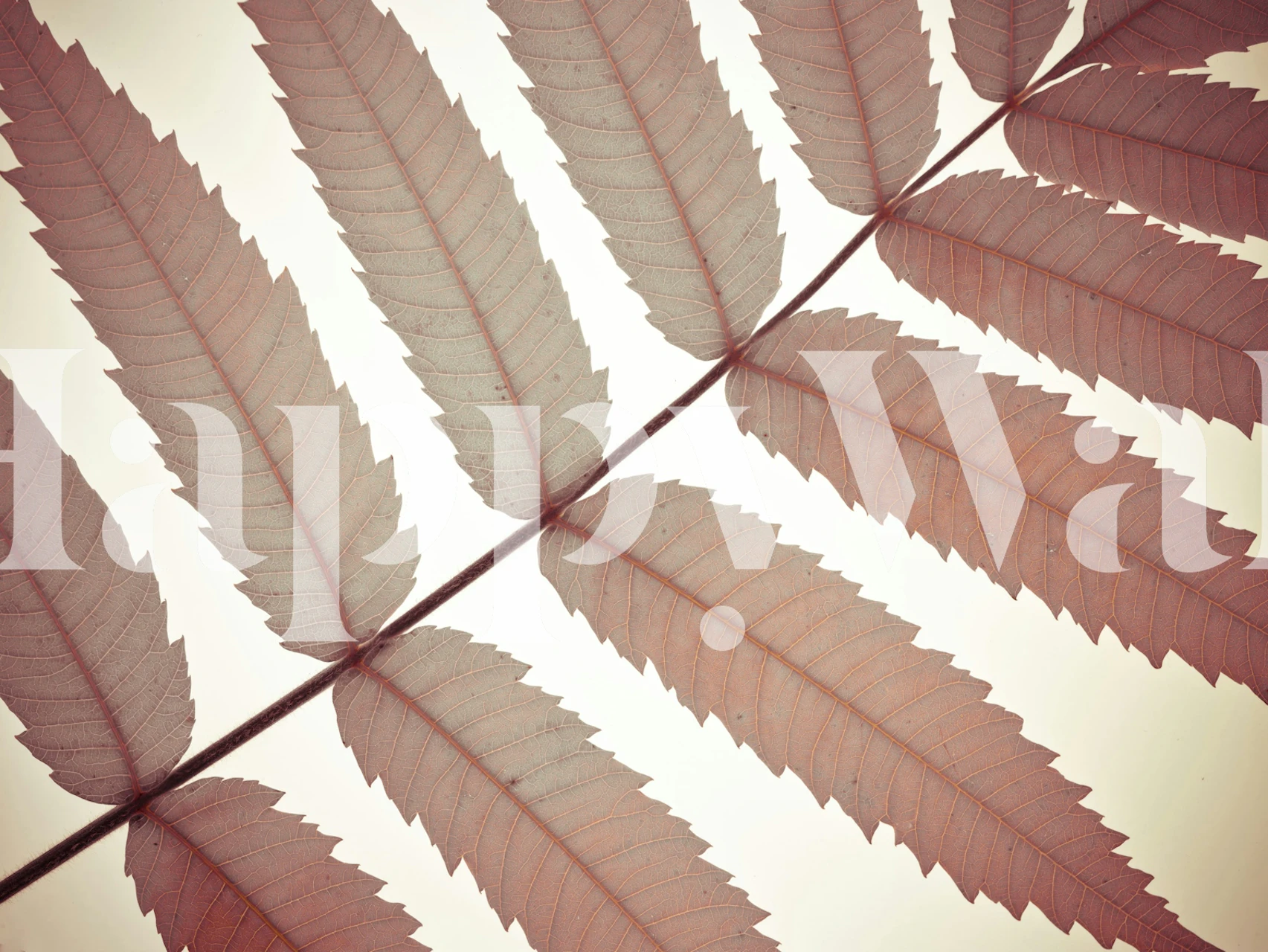 Papier peint Autumn Leaf affiché dans une pièce