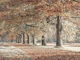 Fall Splendor