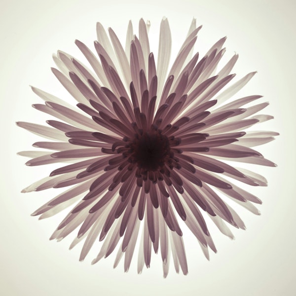 Glowing Chrysanthemum