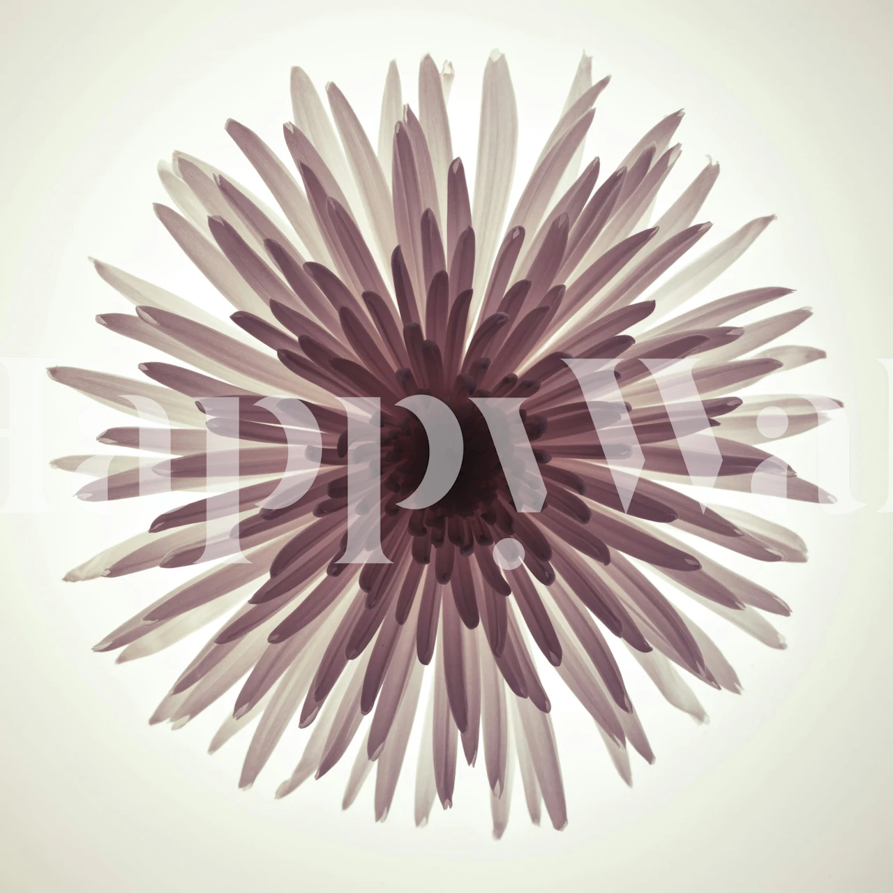 Purple chrysanthemum flower design with delicate petals wallpaper