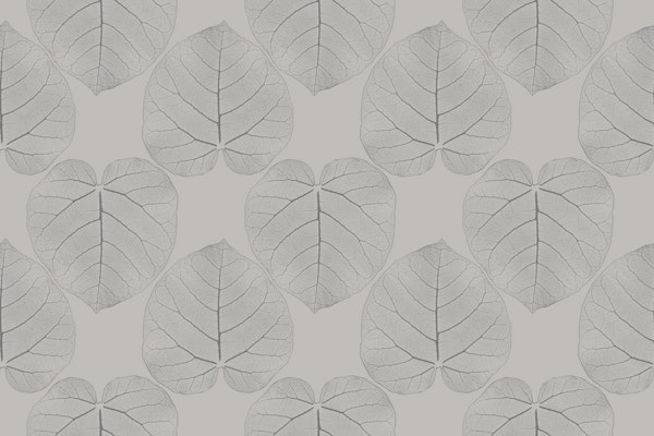 Ficus abutilifolia (A)