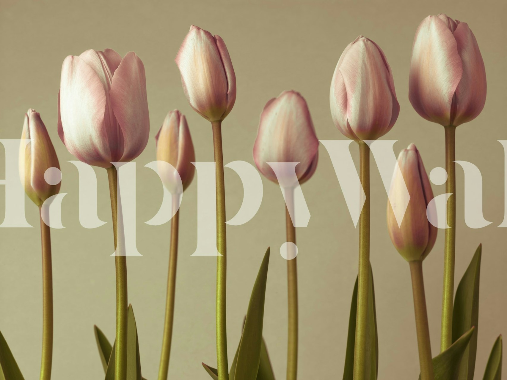 Pink floral tulips against a neutral background wallpaper