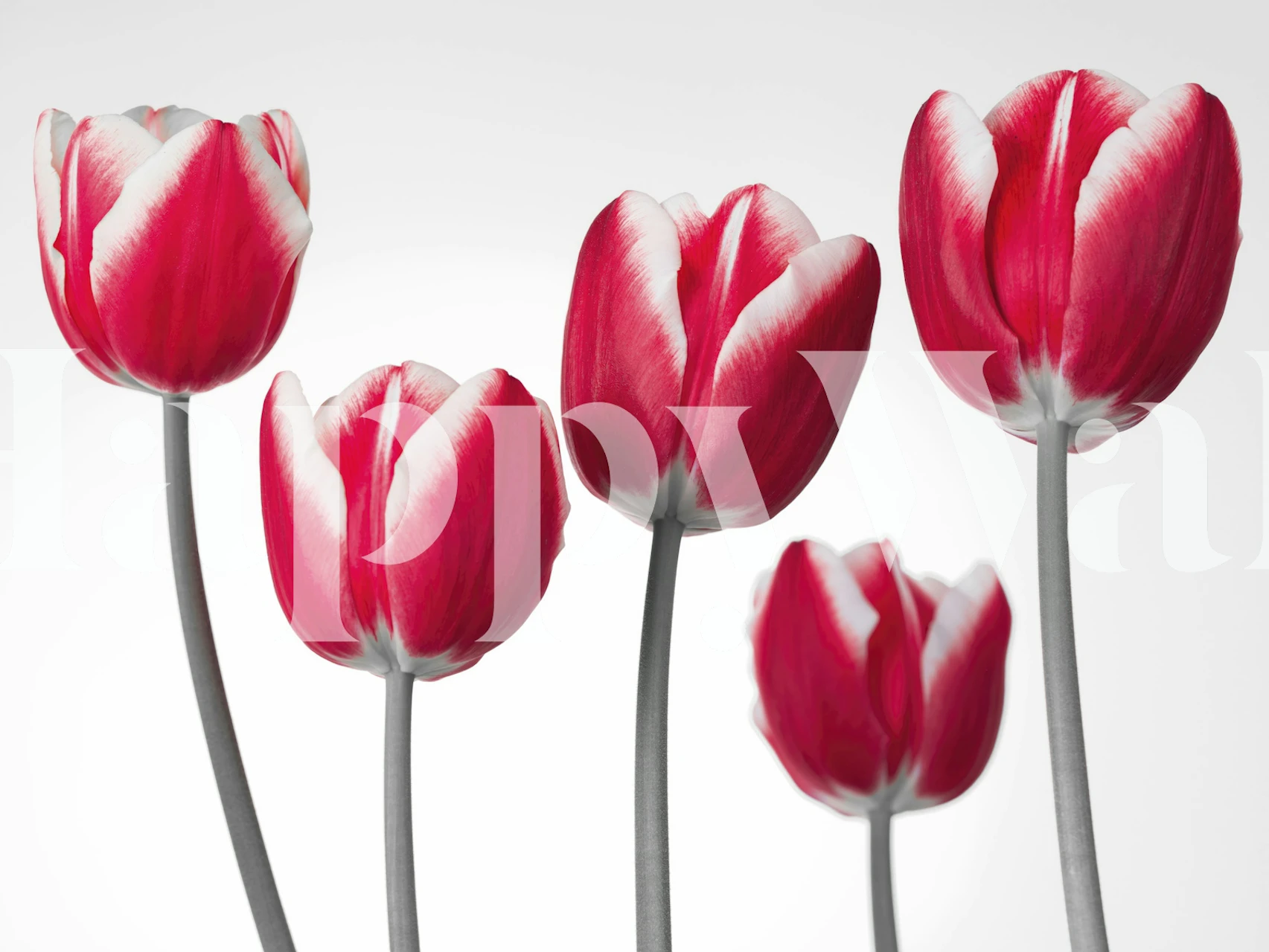 Unfurling Tulips tapetti huoneessa