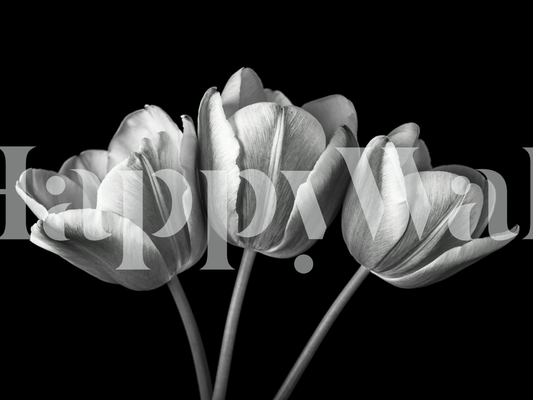 Fresh Blooms wallpaper design in a room