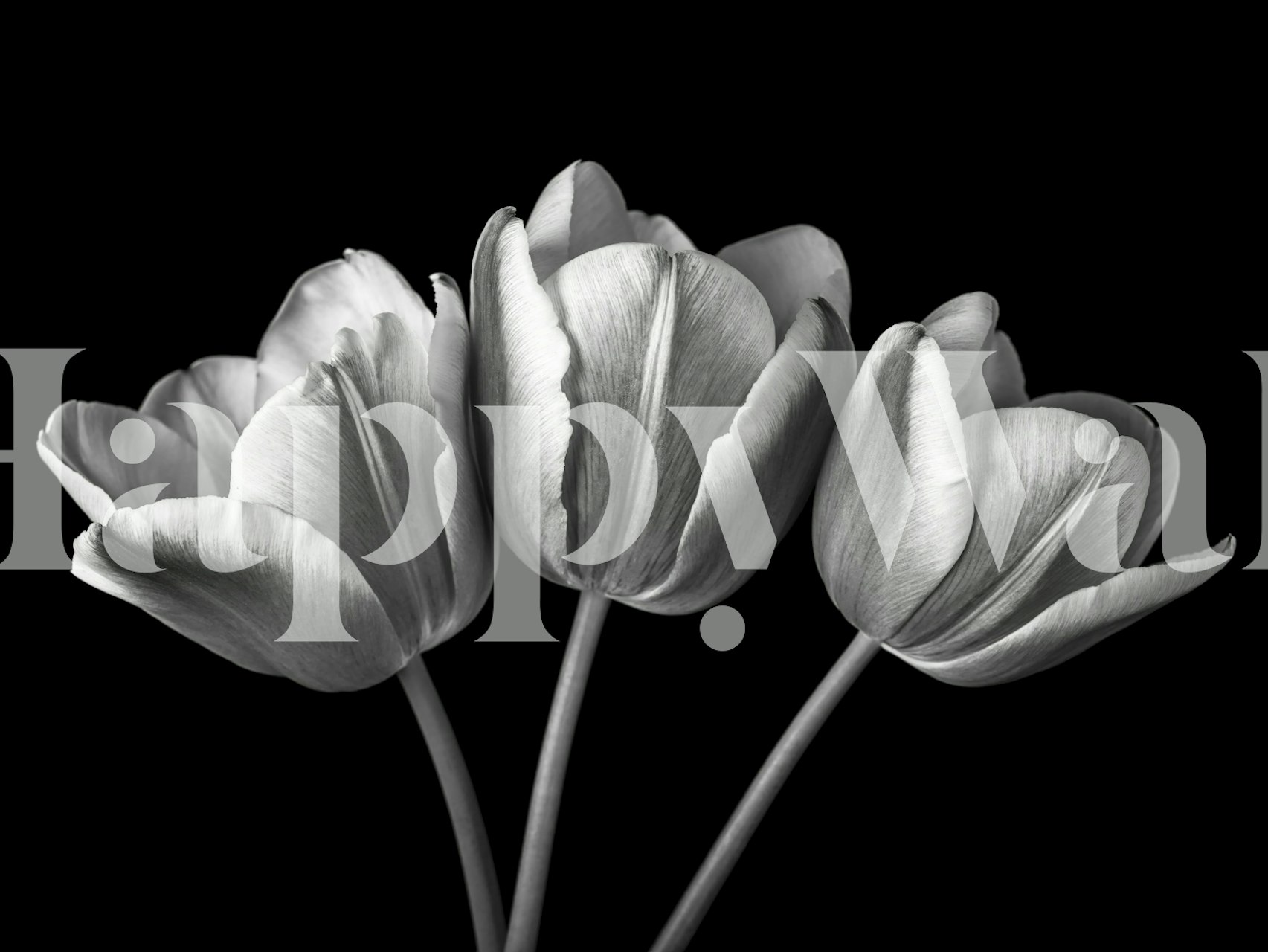 Fresh Blooms wallpaper design in a room