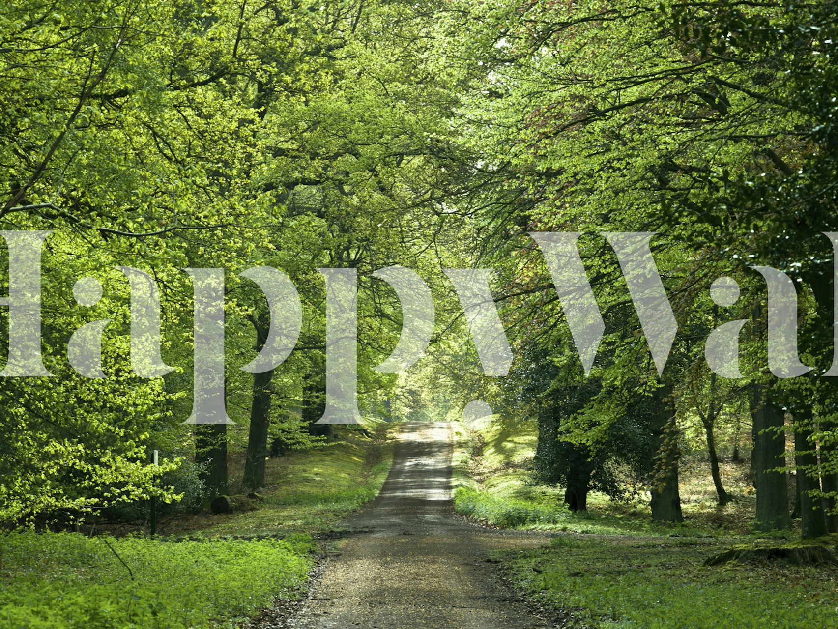 Lush green trees lining a forest path wallpaper