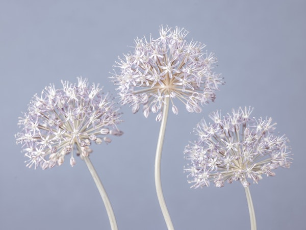 Allium Triplet
