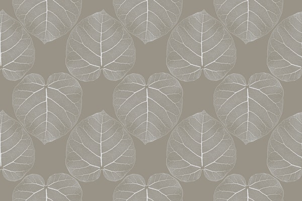 Ficus abutilifolia (B)