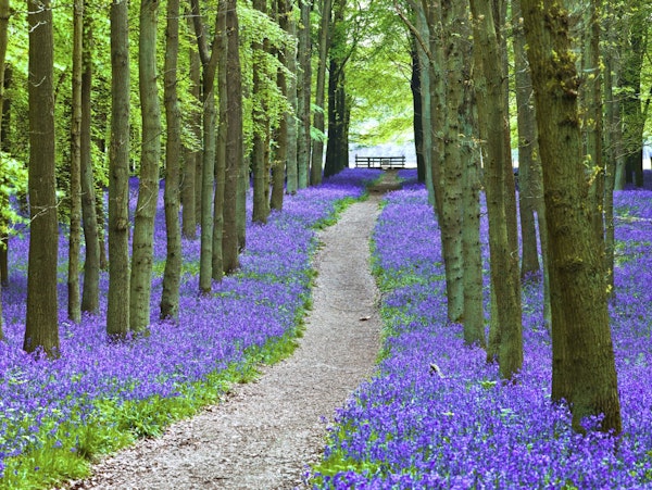 Bluebell Trail