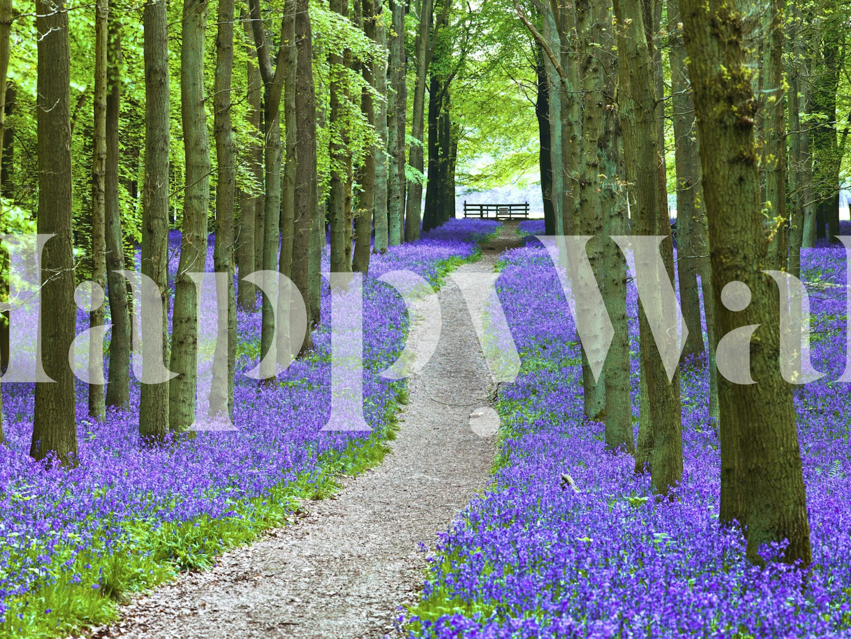 Bluebell Trail wallpaper in a room