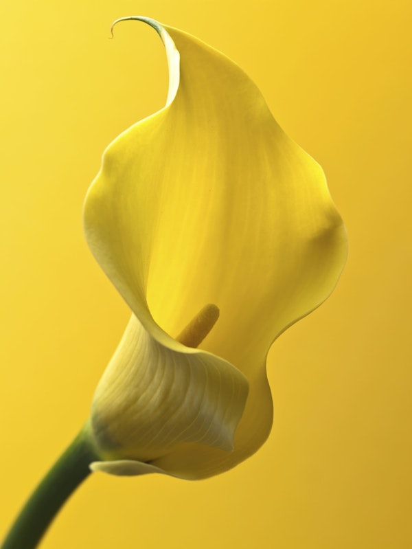 Calla Lily