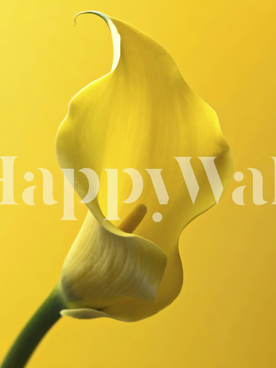 Single yellow Calla Lily against a yellow background wallpaper