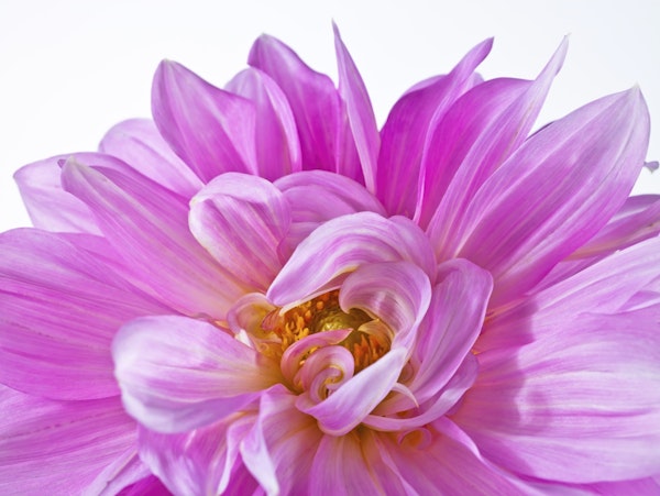 Gorgeous Dahlia