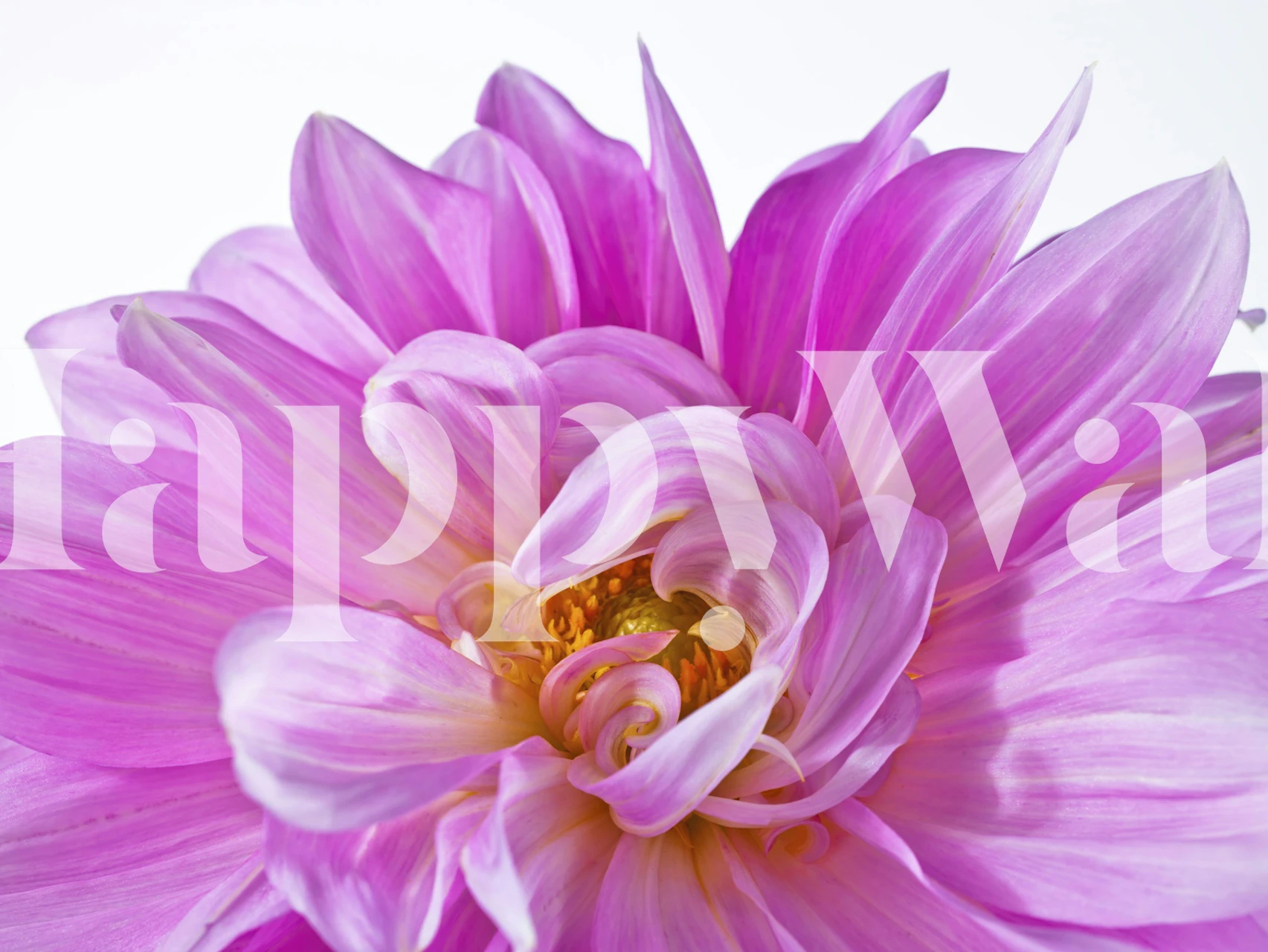 Gorgeous Dahlia tapetti huoneasetelmassa