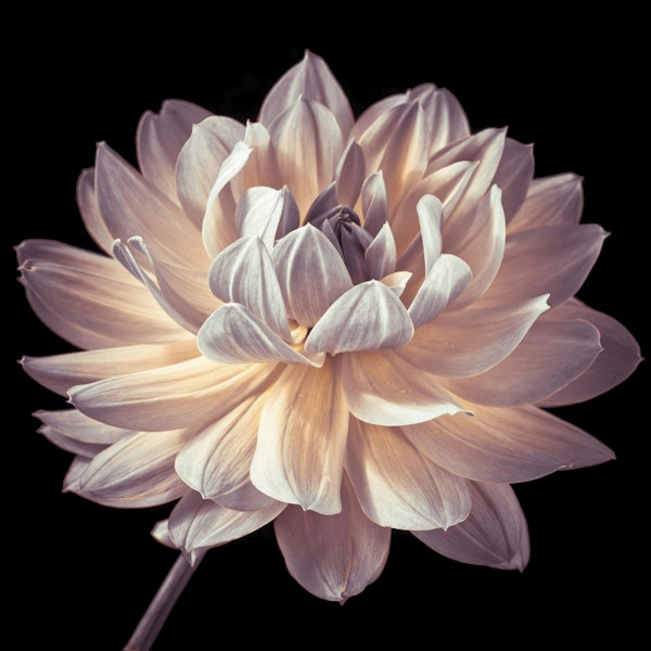 Blooming Dahlia