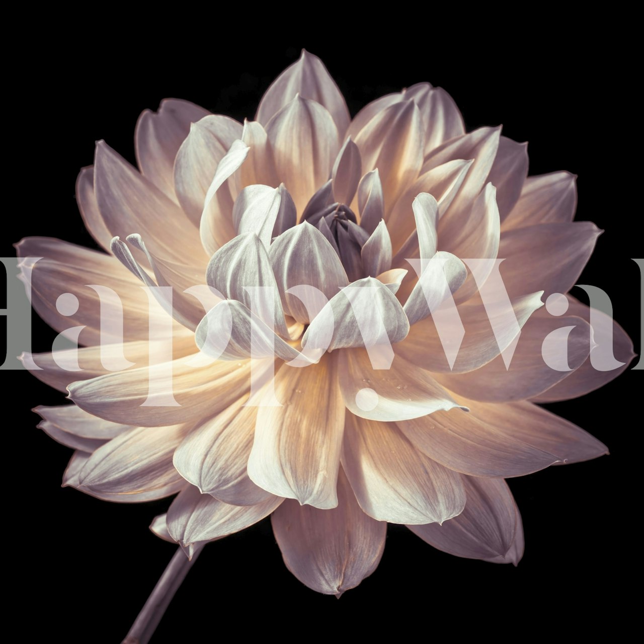 Nahaufnahme einer Tapete mit blühenden Dahlien und Blütenblättern in zarten Pastellfarben