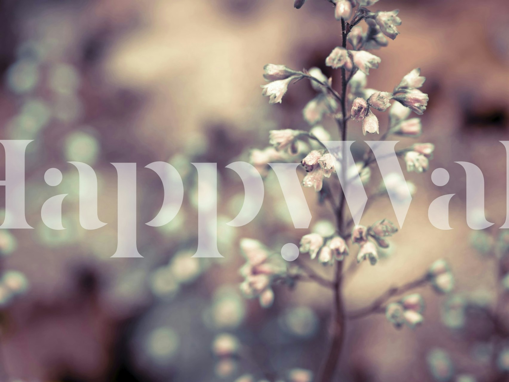 Heuchera Blossom wall mural with soft-focus flowers