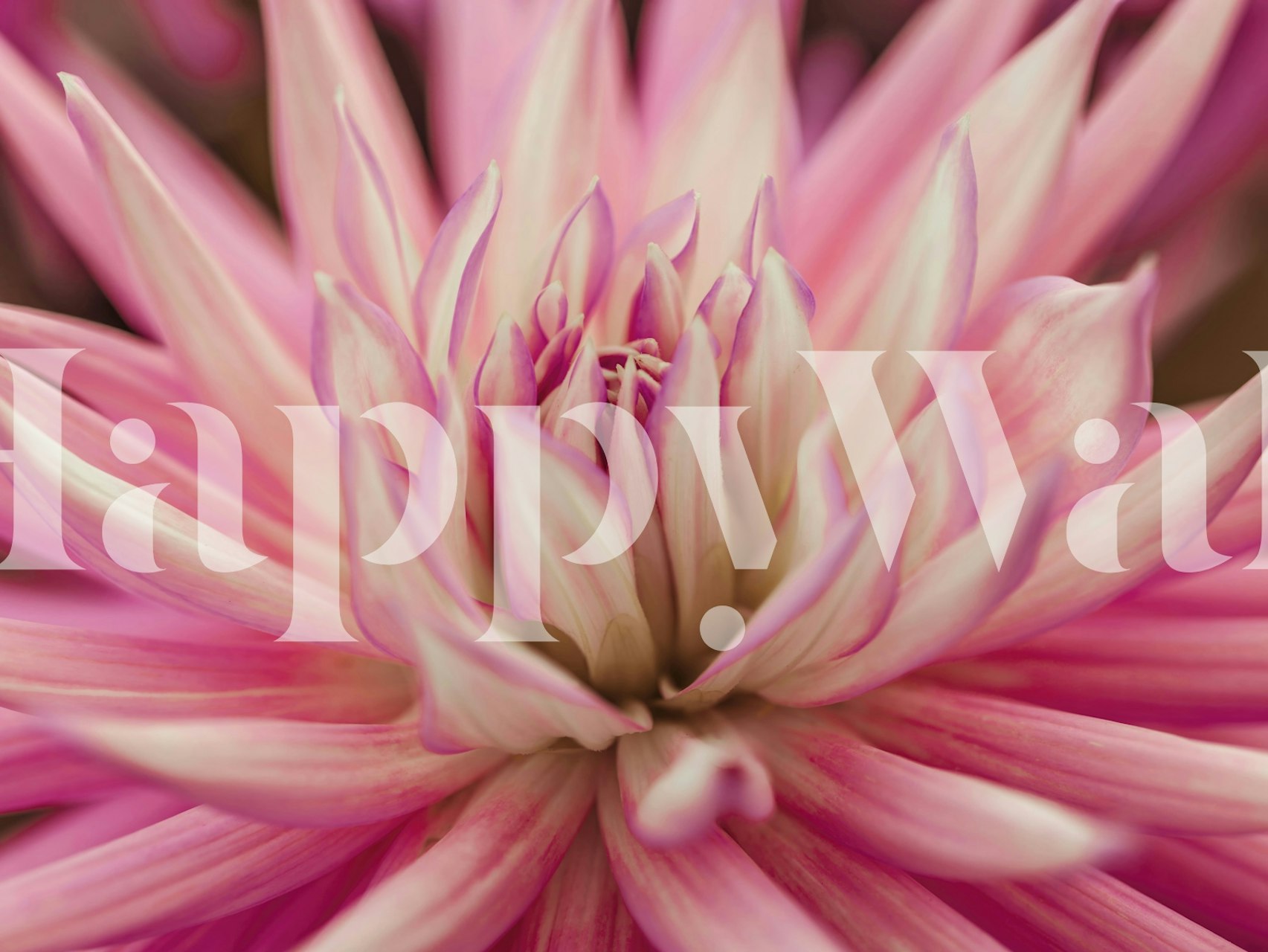 Close-up of a pink and cream dahlia flower wall mural