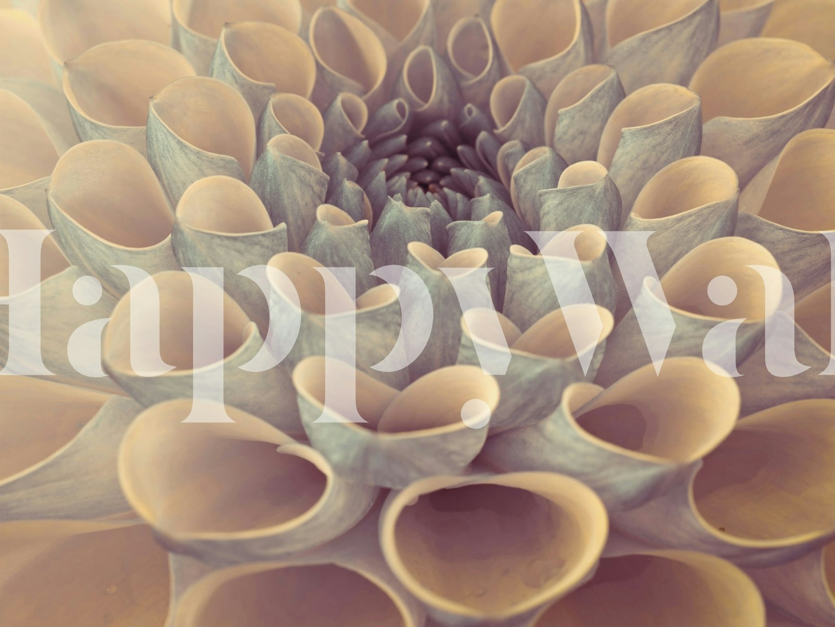 Floral dahlia design in soft blue hues wallpaper