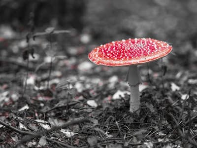 Τοιχογραφία