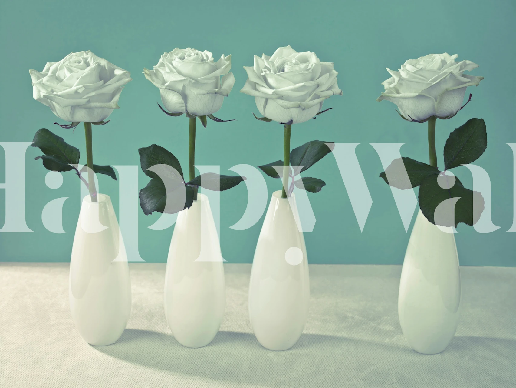 Four white roses in vases against a teal background wallpaper