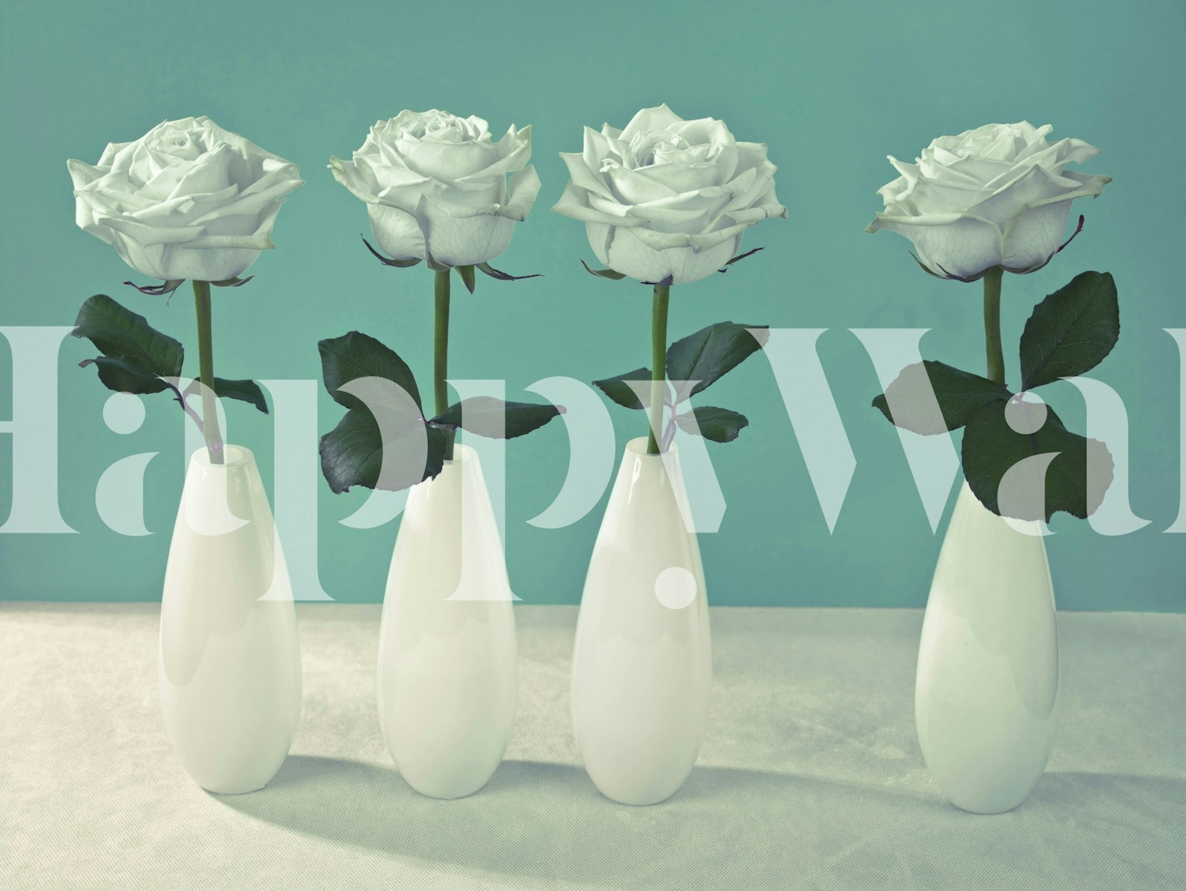 Four white roses in vases against a teal background wallpaper