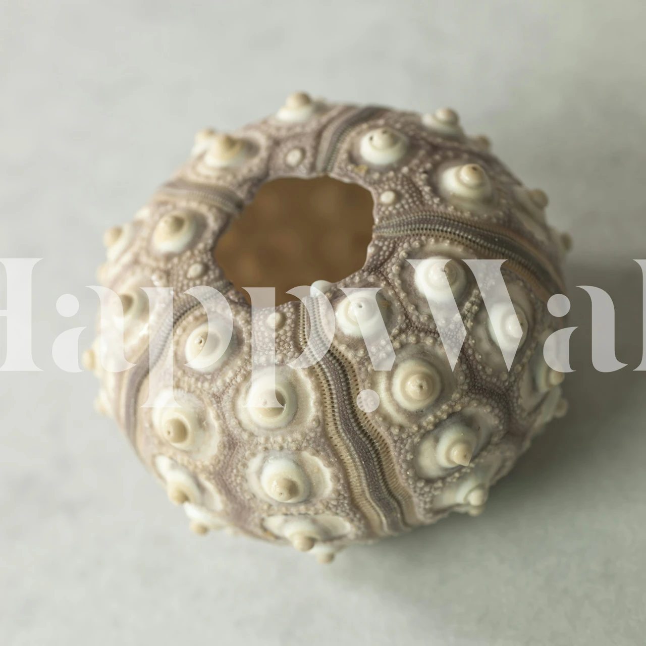 Papier peint mural en forme de coquille d'oursin avec des textures et des motifs complexes