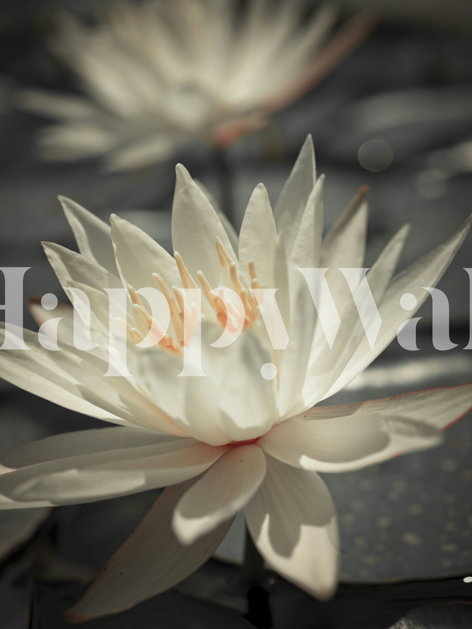 Water Lily Floral Wallpaper for Bedroom